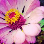 Pinkly