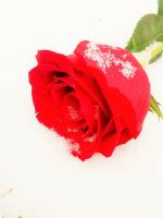 Rose In Snow