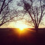 Sunlight Through Tree