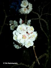 Blooming Fruits Trees In Springtime 