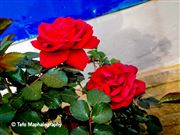 Roses Are Red, Violets Are ??