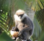 Leaf Monkey Theif 