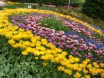 Tulip Flowers In Keukenhof Garden