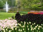 Tulip Flowers In Keukenhof Garden