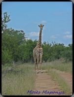 Giraffe