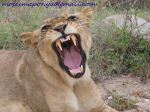 Smile Of The Lion
