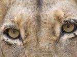 The Eyes Of The Lion King