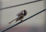 Sparrow