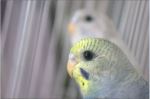 Parrots In Glory