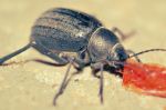 The Bug