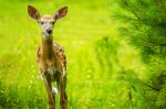 Curiousity