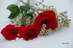 Delicate Roses In The White Snow