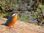 King Fisher