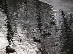 Ducks On A Pond