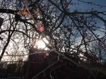 Sunshine