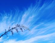 Freedom In The Sky