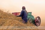 Harvesting Crop