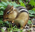 Chipmunk Cheeks