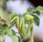 Prayin Mantis