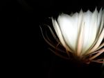 The Beauty Of Night