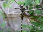 Dragon Fly