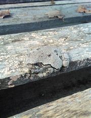 Camouflaged Tree Frog