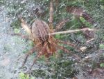 Spider Closup