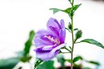 Blue Hibiscus