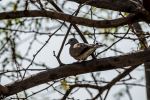 Dove