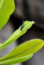 Roaming On Leaf