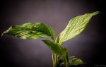 Snail On Leaf