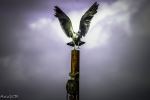 The Bird