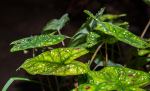 Water Droplet On Leaf
