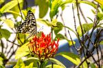 Butterfly On Red Flower