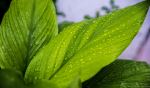 Natures Beauty