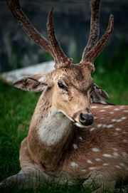 The Deer