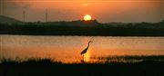 Sunset Special With Bird