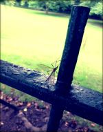 Daddy Long Legs 