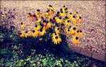 Flowers On A Pathway