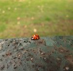 Lady Bug On The Fence