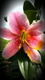 Lilly