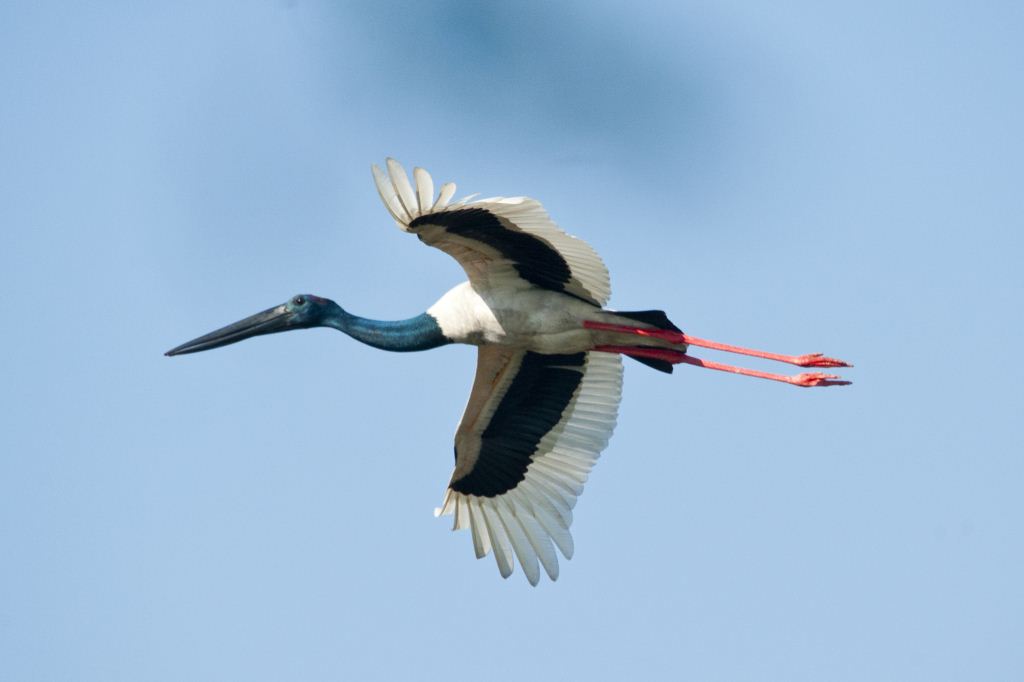 Black Neck Stork