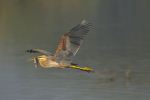 Purple Heron With Kill