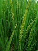 Paddy Field 
