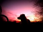 Silouette Of Sunshine And The Sunset