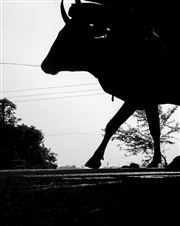 Cow Cart 