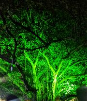 Ghost Tree