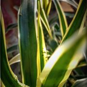 Green Plant
