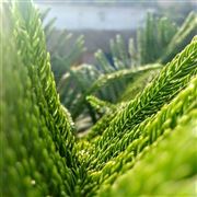 Green Plants 