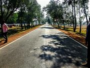 Road Side 